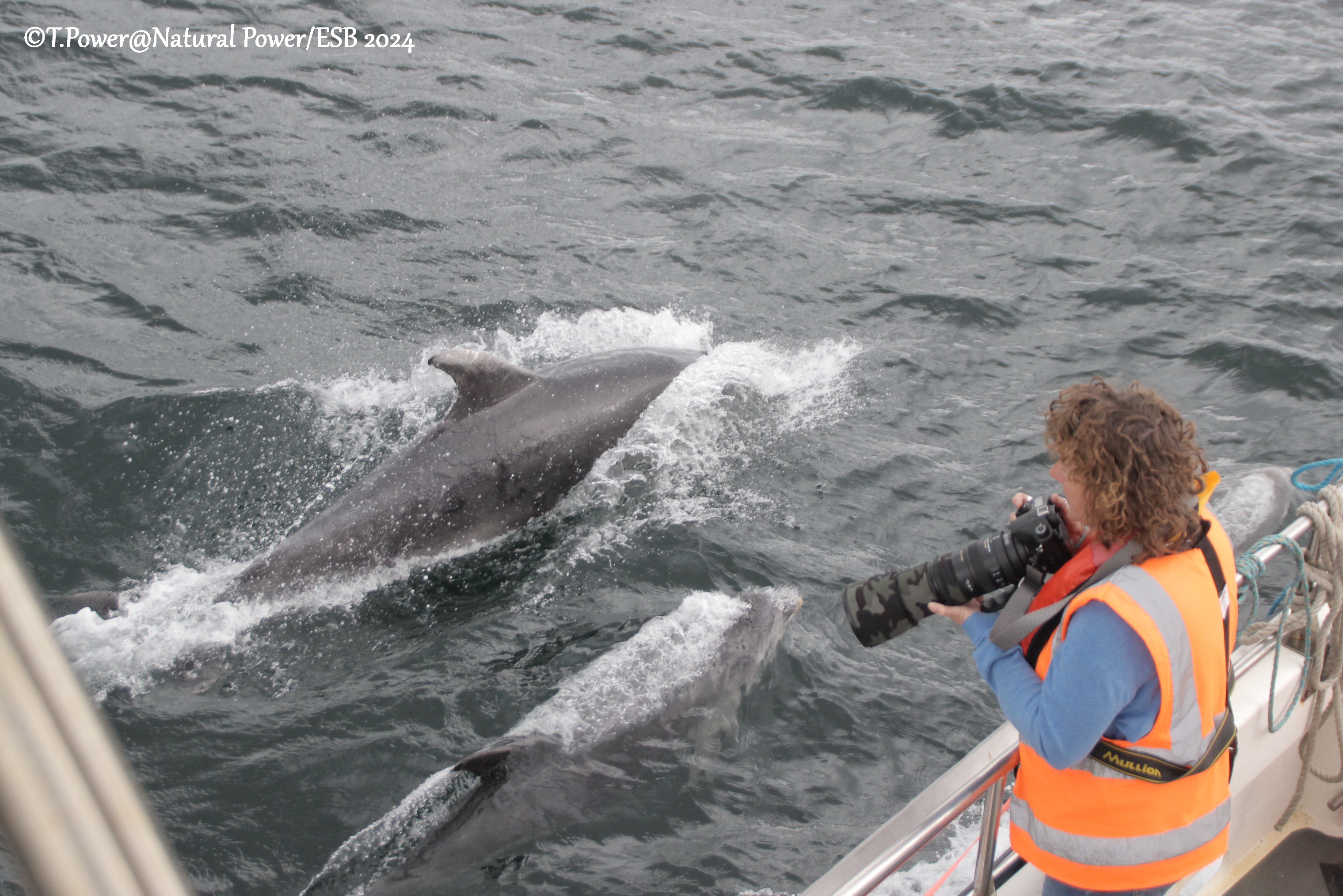 A person standing on a boat wearing an orange high visibility jacket with a camera in hand as a mammal jumps out of the sea in front of them.